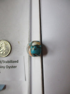 49.2 ct. (34x16x8.5 mm) Pressed/Stabilized Kingman Spiny Oyster Turquoise Cabochon, Gemstone, # 1CQ 061