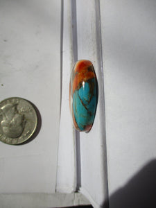 45.2 ct. (30x23x7 mm) Pressed/Stabilized Kingman Spiny Oyster Turquoise Cabochon, Gemstone, 1CV 060