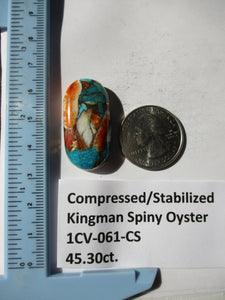 45.3 ct. (34x17x7.5 mm) Pressed/Stabilized Kingman Spiny Oyster Turquoise Cabochon, Gemstone, 1CV 061