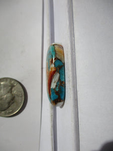 45.3 ct. (34x17x7.5 mm) Pressed/Stabilized Kingman Spiny Oyster Turquoise Cabochon, Gemstone, 1CV 061