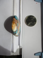 Load image into Gallery viewer, 59.4 ct. (38x31x5.5 mm) Pressed/Stabilized Kingman Spiny Oyster Turquoise Cabochon, Gemstone, 1DG 072