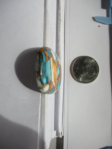 59.4 ct. (38x31x5.5 mm) Pressed/Stabilized Kingman Spiny Oyster Turquoise Cabochon, Gemstone, 1DG 072