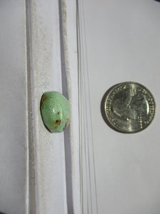 16.7 ct. (20x16.5x6.5 mm) 100% Natural Rare Grasshopper Turquoise Cabochon Gemstone, GZ 56 s