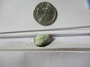 16.4 ct. (23x17x6 mm) Natural Blue Oasis Turquoise (backed) Cabochon Gemstone, 1DO 45