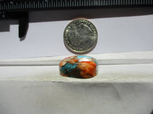 Load image into Gallery viewer, 46.7 ct. (23.5x22x9.5 mm) Pressed/Stabilized Kingman Spiny Oyster Turquoise Cabochon, Gemstone, 1EG 82