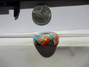 62.2 ct. (29x27x9 mm) Pressed/Stabilized Kingman Spiny Oyster Turquoise Cabochon, Gemstone, 1EG 74