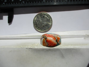 46.7 ct. (23.5x22x9.5 mm) Pressed/Stabilized Kingman Spiny Oyster Turquoise Cabochon, Gemstone, 1EG 82